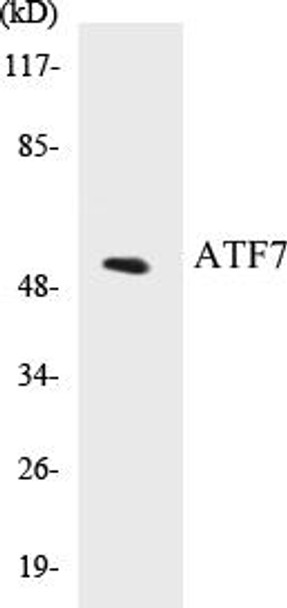 ATF7 Colorimetric Cell-Based ELISA Kit