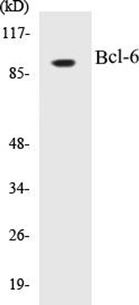 Bcl-6 Colorimetric Cell-Based ELISA Kit