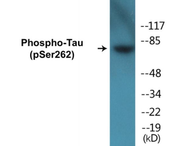 Tau (Phospho-Ser262) Colorimetric Cell-Based ELISA Kit