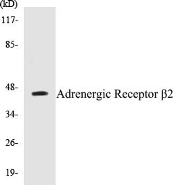 Adrenergic Receptor beta2 Colorimetric Cell-Based ELISA Kit