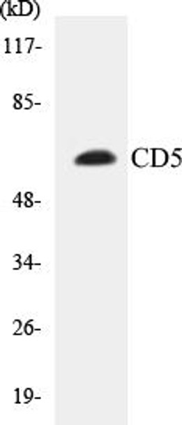 CD5 Colorimetric Cell-Based ELISA Kit
