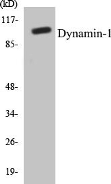 Dynamin-1 Colorimetric Cell-Based ELISA Kit