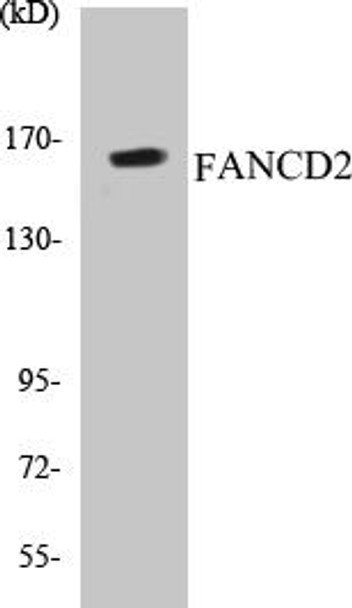 FANCD2 Colorimetric Cell-Based ELISA Kit