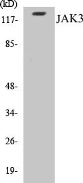JAK3 Colorimetric Cell-Based ELISA Kit