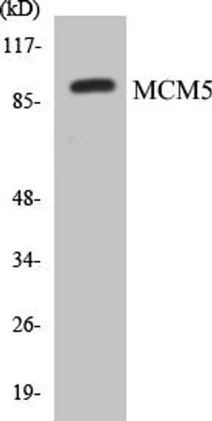 MCM5 Colorimetric Cell-Based ELISA Kit