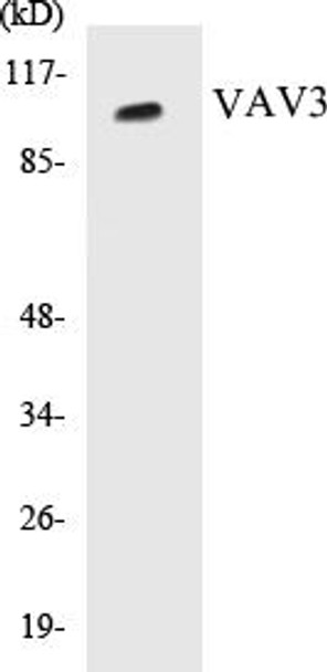 VAV3 Colorimetric Cell-Based ELISA Kit