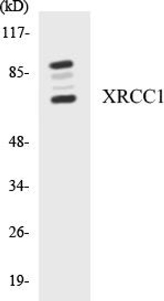 XRCC1 Colorimetric Cell-Based ELISA Kit