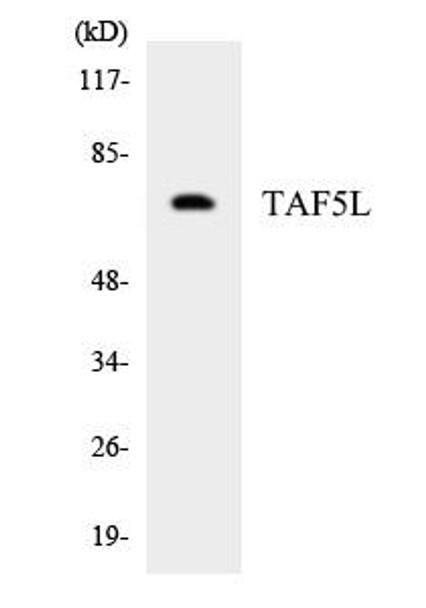 TAF5L Colorimetric Cell-Based ELISA