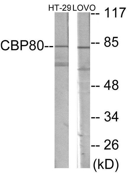 NCBP1 Colorimetric Cell-Based ELISA