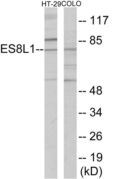 ES8L1 Colorimetric Cell-Based ELISA