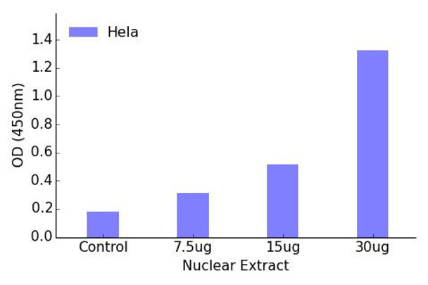 RUNX3 Transcription Factor Activity Assay