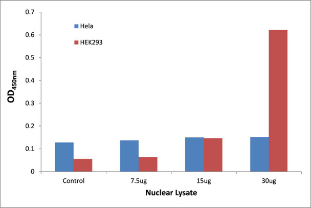 MAFF Transcription Factor Activity Assay