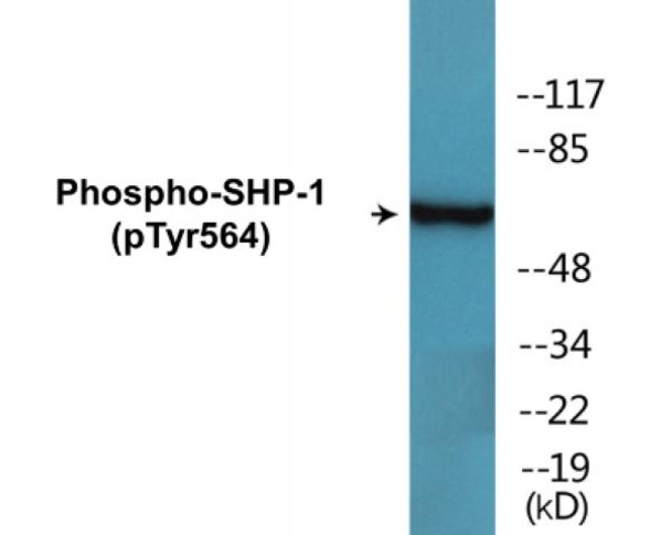 SHP-1 (Phospho-Tyr564) Fluorometric Cell-Based ELISA Kit