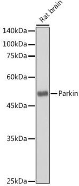 Anti-Parkin Antibody (CAB0968)