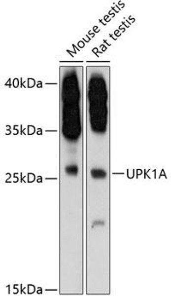 Anti-UPK1A Antibody (CAB12761)