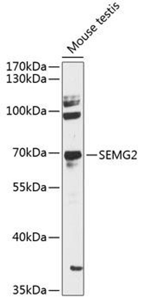 Anti-SEMG2 Antibody (CAB12878)