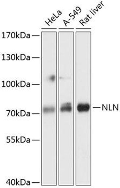 Anti-NLN Antibody (CAB13112)