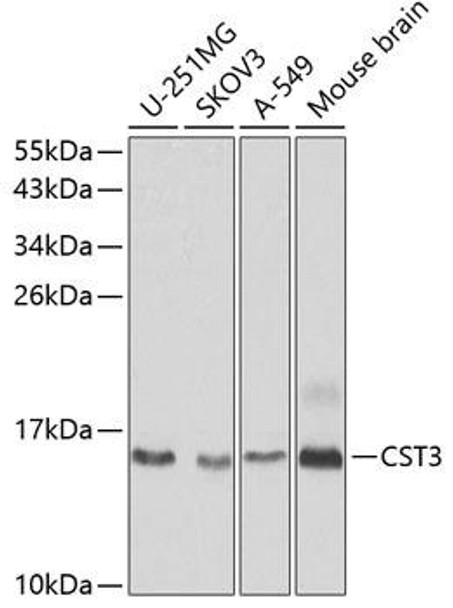 Anti-CST3 Antibody (CAB13291)