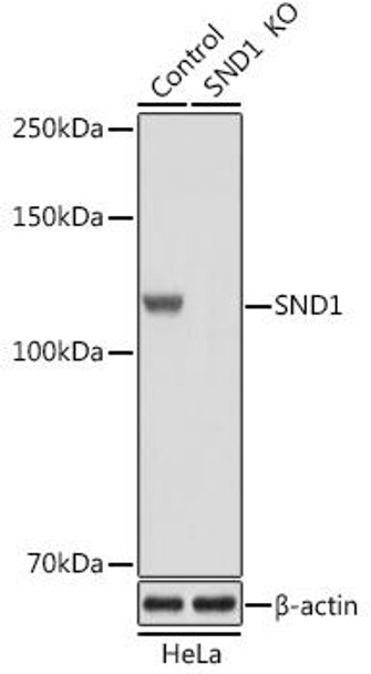 Anti-SND1 Antibody (CAB13415)[KO Validated]