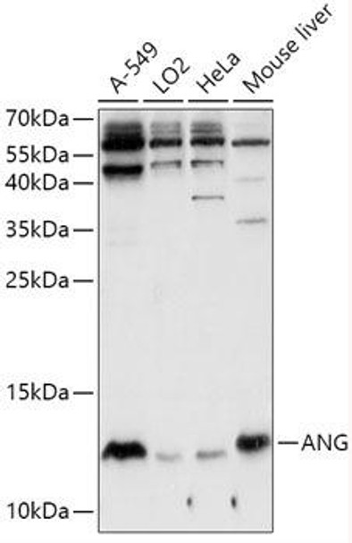 Anti-ANG Antibody (CAB13465)