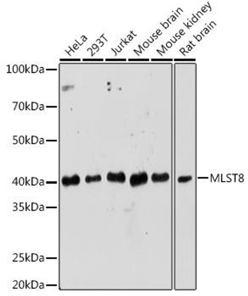 Anti-MLST8 Antibody (CAB13599)