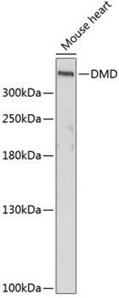 Anti-DMD Antibody (CAB1411)