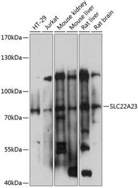 Anti-SLC22A23 Antibody (CAB14419) Anti-SLC22A23 Antibody (CAB14419)