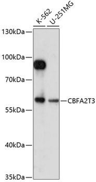 Anti-CBFA2T3 Antibody (CAB14712)