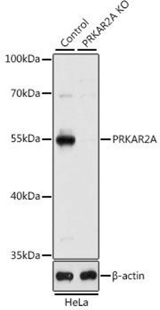 Anti-PRKAR2A Antibody (CAB1531)[KO Validated]