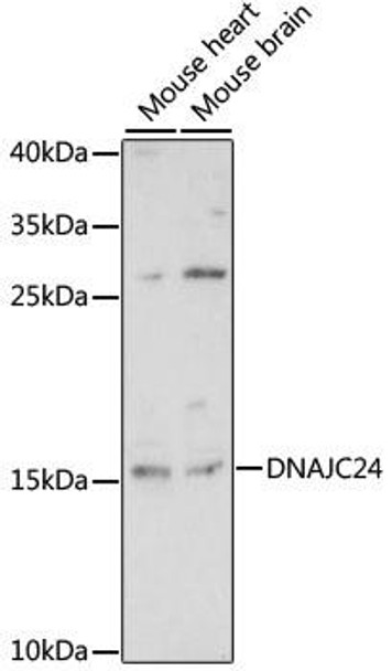 Anti-DNAJC24 Antibody (CAB15560) Anti-DNAJC24 Antibody (CAB15560)