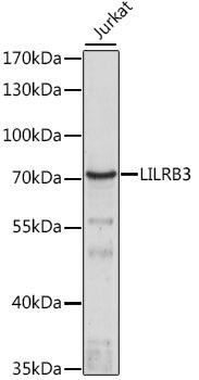 Anti-LILRB3 Antibody (CAB16103)