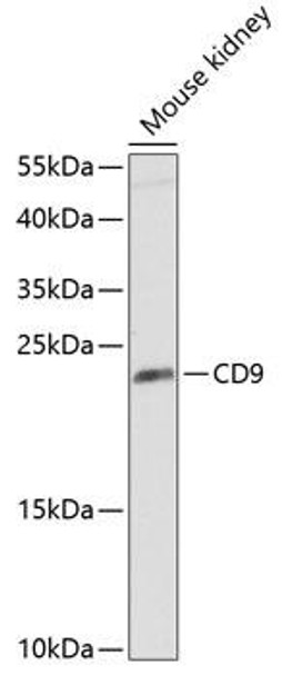 Anti-CD9 Antibody (CAB1703)