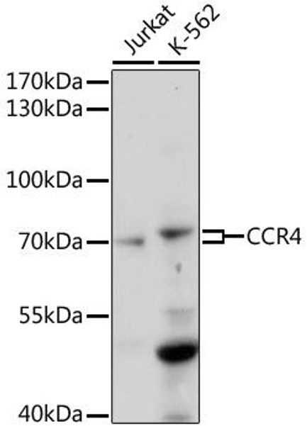 Anti-CCR4 Antibody (CAB17324)