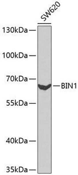 Anti-BIN1 Antibody (CAB1792)