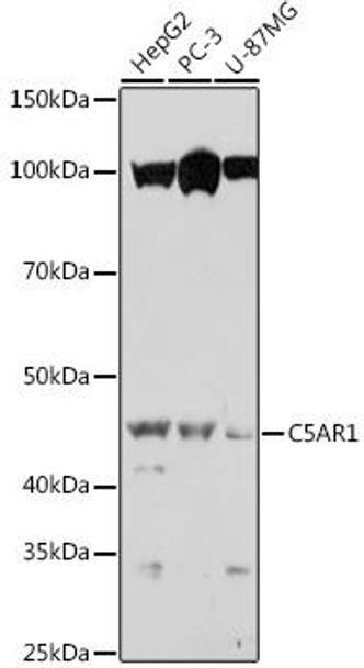 Anti-C5AR1 Antibody (CAB1900)