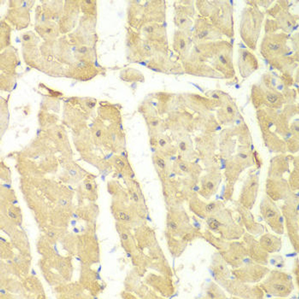 Anti-PSMC2 Antibody (CAB1985)