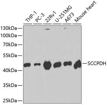 Anti-SCCPDH Antibody (CAB2148)