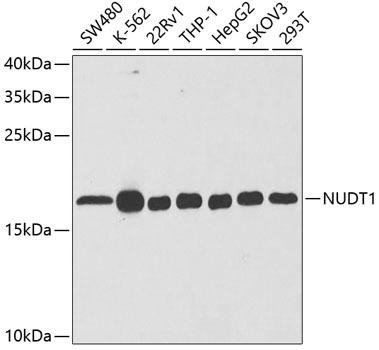 Anti-NUDT1 Antibody (CAB5474)