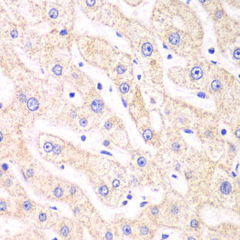 Anti-PSMF1 Antibody (CAB5554)