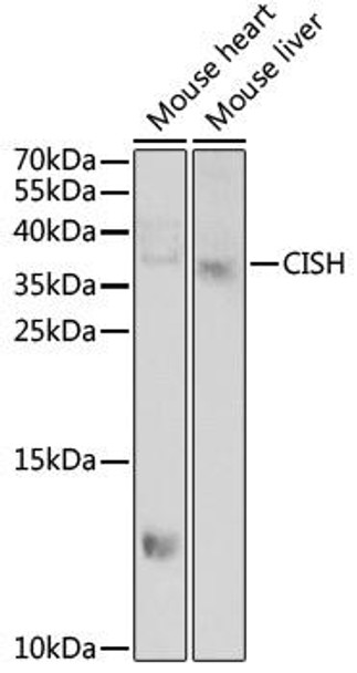 Anti-CISH Antibody (CAB6286)