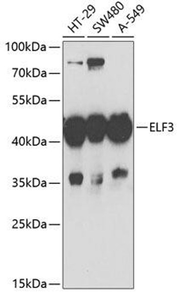 Anti-ELF3 Antibody (CAB6371)