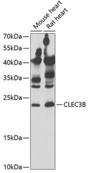 Anti-CLEC3B Antibody (CAB6418)