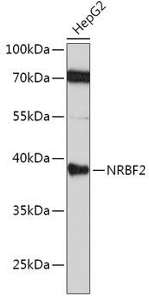 Anti-NRBF2 Antibody (CAB6462)