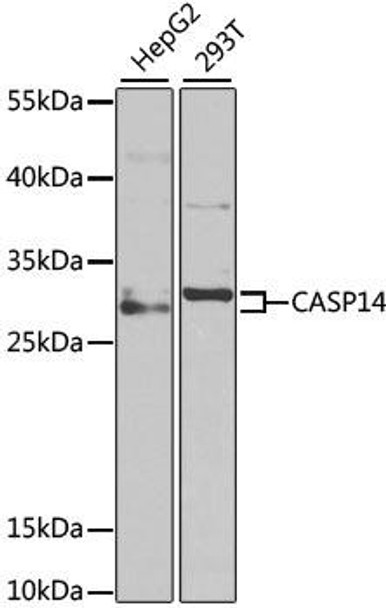 Anti-Caspase-14 Antibody (CAB6541)