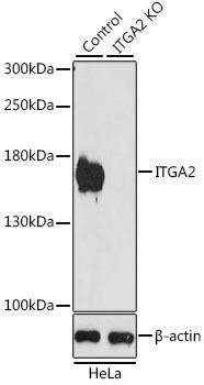 Anti-ITGA2 Antibody (CAB7629)[KO Validated]