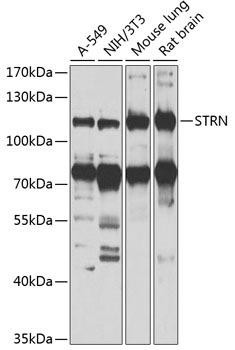 Anti-STRN Antibody (CAB7734)