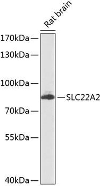 Anti-SLC22A2 Antibody (CAB8453) Anti-SLC22A2 Antibody (CAB8453)