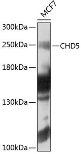 Anti-CHD5 Antibody (CAB8578)