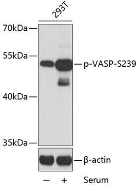 Anti-Phospho-VASP-S239 Antibody (CABP0187)