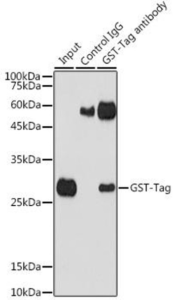 Anti-Rabbit anti GST-Tag Polyclonal Antibody (CABE006)